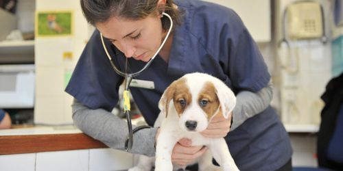 21 Ways to Show Your Team Appreciation on World Veterinary Day